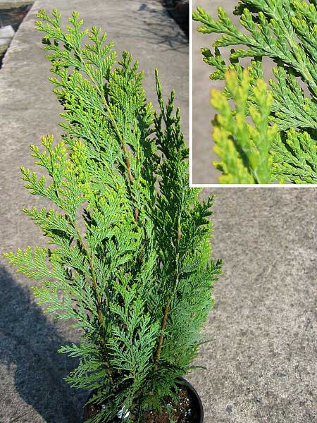 Chamaecyparis lawsoniana 'Alumigold'  /Cypřišek Lawsonův/