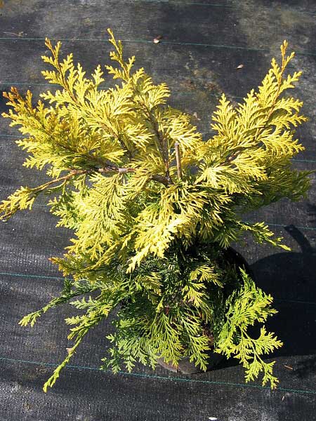 Chamaecyparis lawsoniana 'Columnaris'  /Cypřišek Lawsonův/