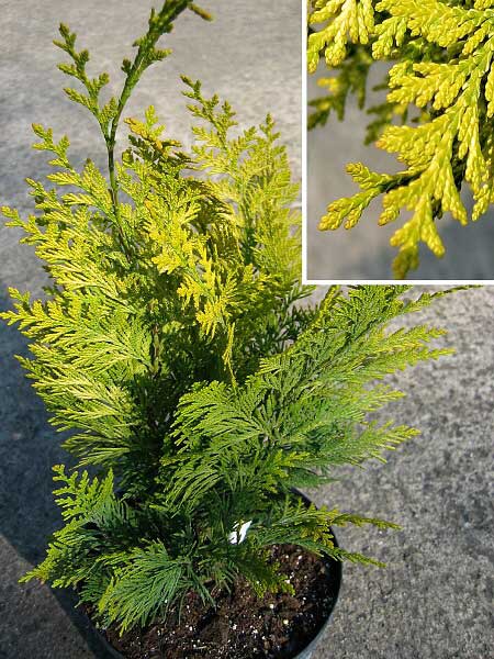 Chamaecyparis lawsoniana 'Ivonne' /Cypřišek Lawsonův/