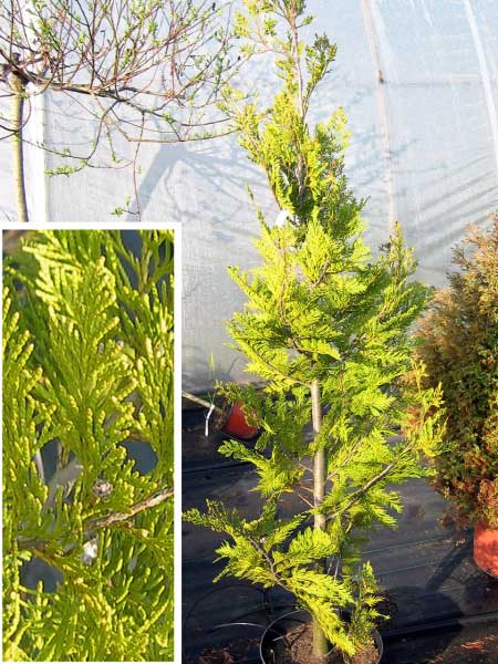 Chamaecyparis lawsoniana 'Kelleris Aurea' /Cypřišek Lawsonův/