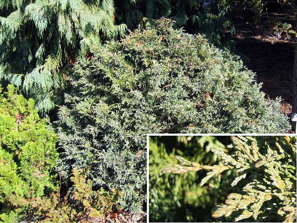 Chamaecyparis lawsoniana 'Minima Glauca'  /Cypřišek Lawsonův/