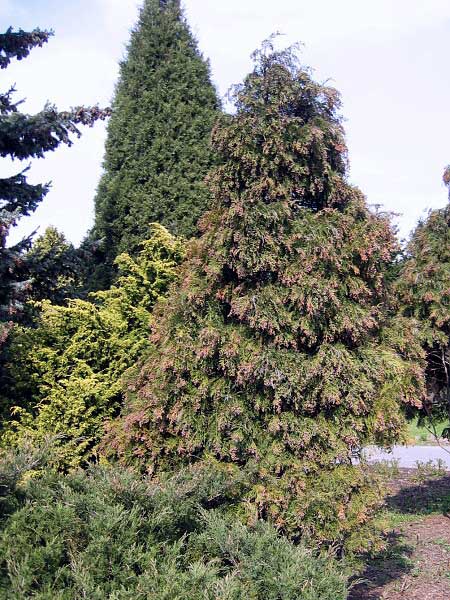 Chamaecyparis lawsoniana 'Rogersii'  /Cypřišek Lawsonův/