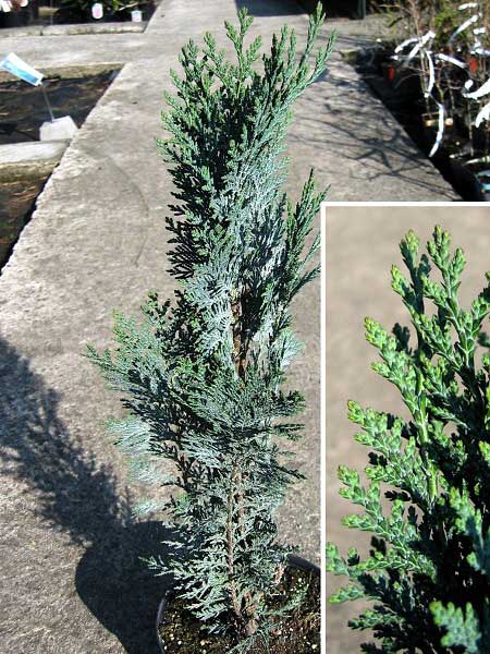 Chamaecyparis lawsoniana 'Van Pelt's Blue'  /Cypřišek Lawsonův/