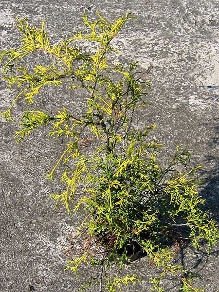 Chamaecyparis pisifera 'Filifera Sungold' /Cypřišek hrachonosný/