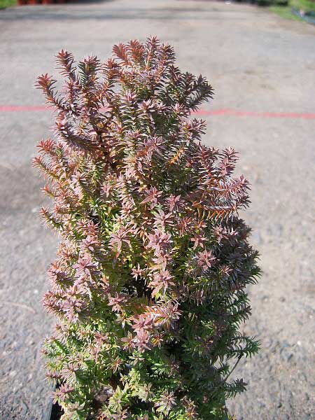 Chamaecyparis thyoides 'Rubicon'  /Cypřišek zeravovitý/