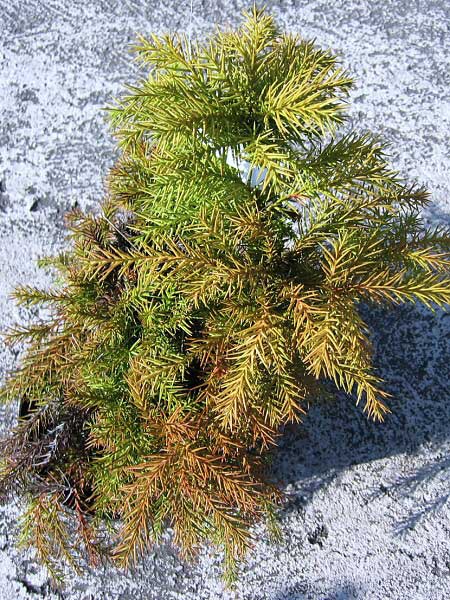 Cryptomeria japonica 'Nana' /Kryptomérie japonská/