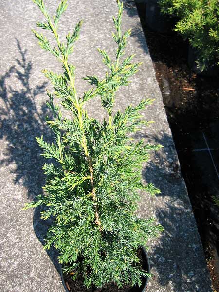 Juniperus chinensis 'Stricta'  /Jalovec čínský/