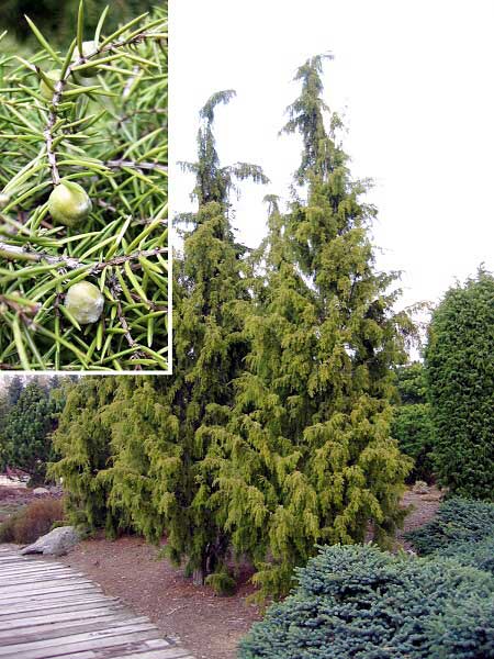 Juniperus communis 'Oblonga Pendula' /Jalovec obecný/