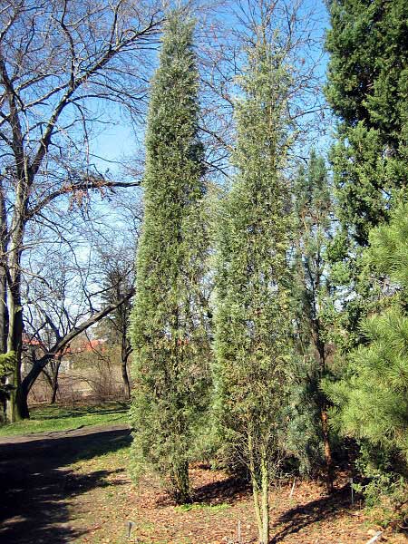 Juniperus virginiana 'Canaerti'  /Jalovec virginský/