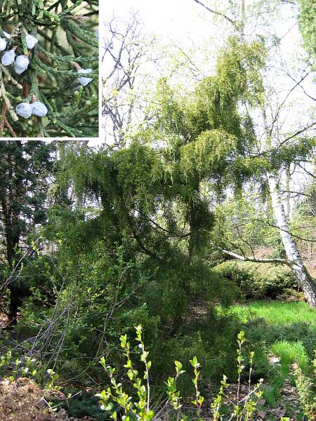 Juniperus virginiana 'Pendula'  /Jalovec virginský/