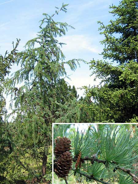 Larix kaempferii 'Blue Rabbit'  /Modřín Kaempferův/