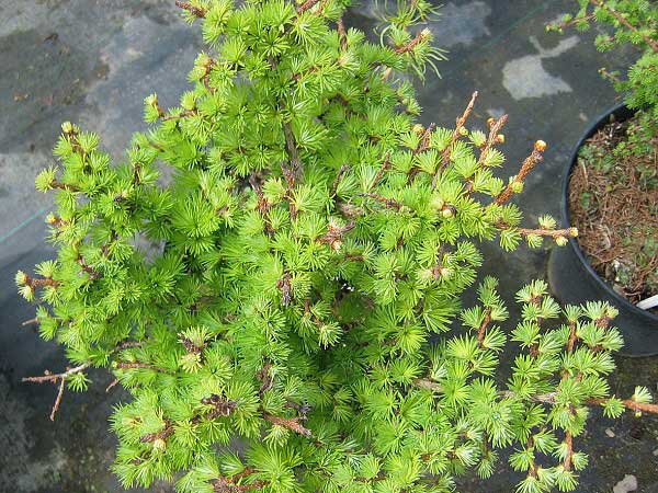 Larix kaempferi 'Grey Pearl'  /Modřín Kaempferův/