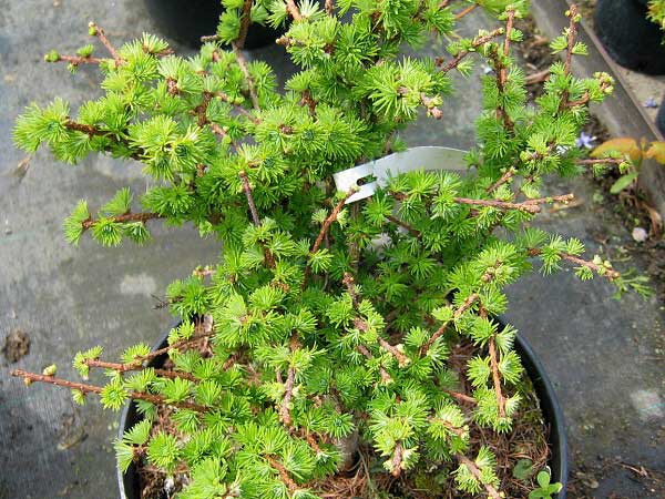 Larix kaempferi 'Varly' /Modřín Kaempferův/