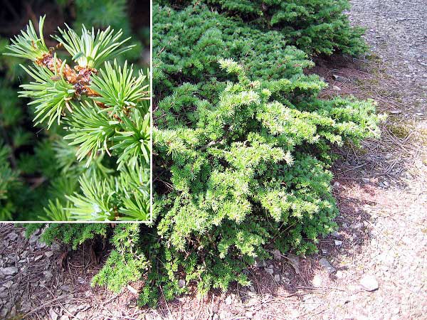 Larix kaempferi 'Wolterdigen' /Modřín Kaempferův/