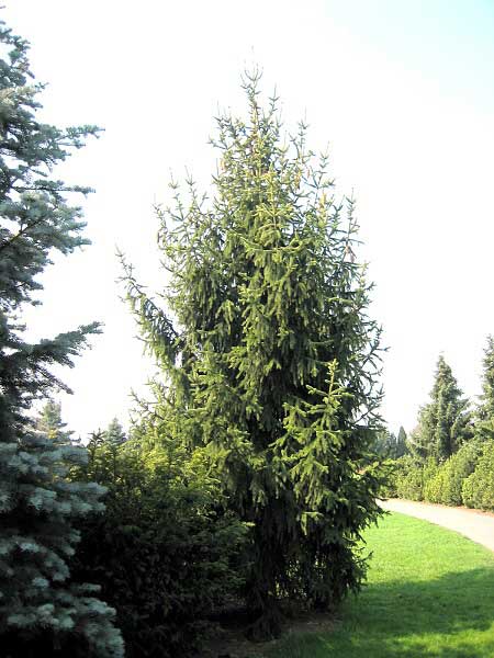 Picea abies 'Magnifica' /Smrk ztepilý/