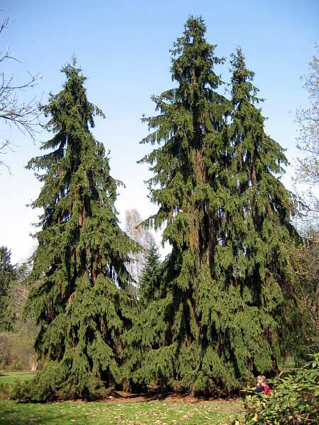 Picea abies 'Pruhoniciana'  /Smrk ztepilý/
