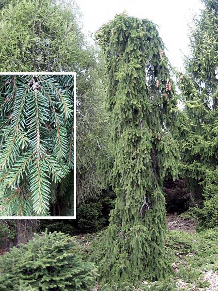 Picea abies 'Rotenhaus'  /Smrk ztepilý/