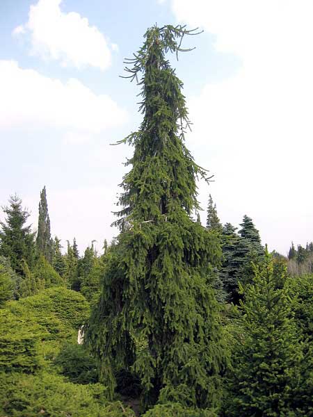 Picea abies 'Rotenhaus'  /Smrk ztepilý/