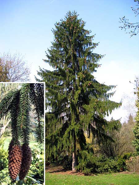 Picea abies 'Viminalis' /Smrk ztepilý/