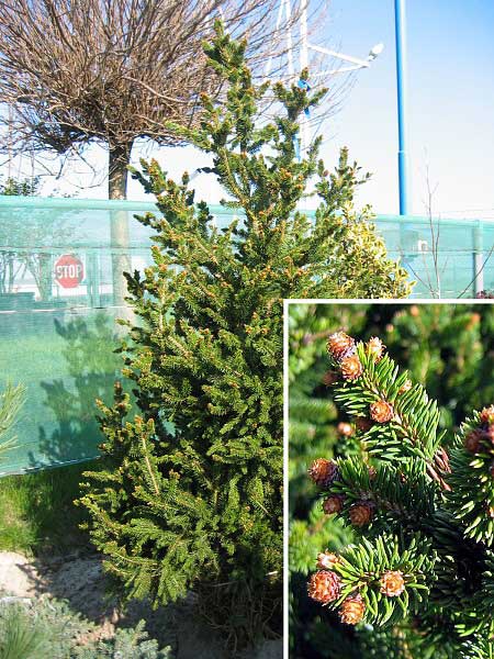 Picea abies 'Will's Zwerg'  /Smrk ztepilý/