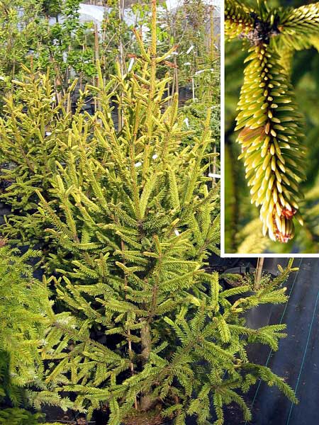 Picea abies 'Aurea Magnifica' /Smrk ztepilý/