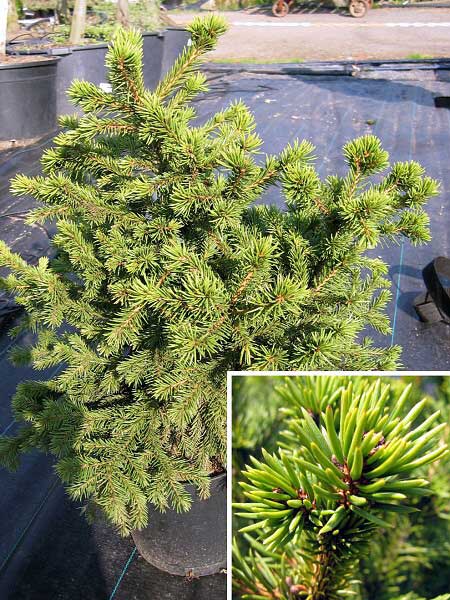 Picea abies 'Holani' /Smrk ztepilý/