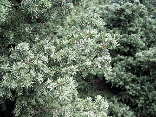 Picea abies 'Merkii'  /Smrk ztepilý/
