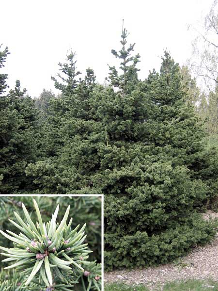 Picea abies 'Merkii'  /Smrk ztepilý/