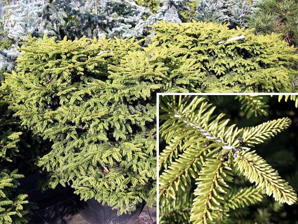 Picea abies 'Pumila Poplze' /Smrk ztepilý/