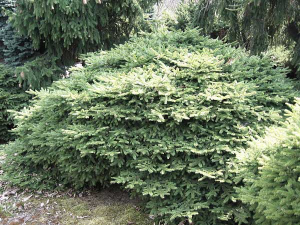 Picea abies 'Tabuliformis' /Smrk ztepilý/