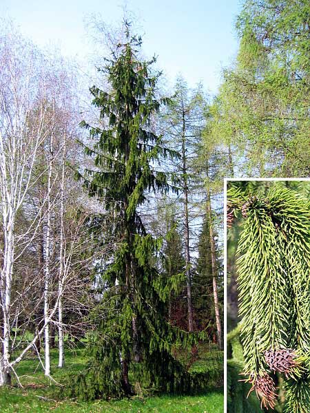 Picea abies 'Viminalis'  /Smrk ztepilý/