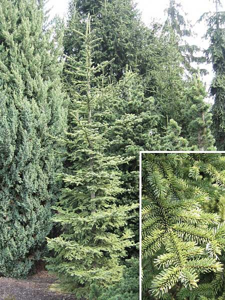 Picea glehnii  /Smrk Glehnův/