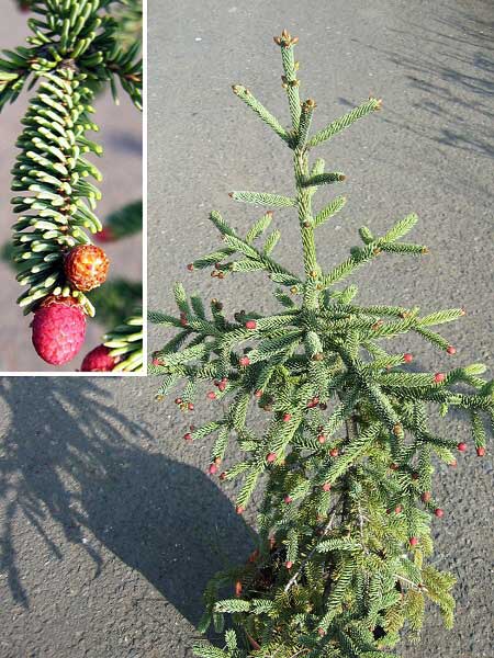 Picea obovata 'Glauca'  /Smrk sibiřský/