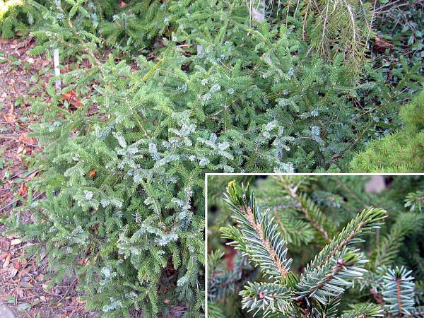 Picea omorica 'Compacta'  /Smrk omorika/