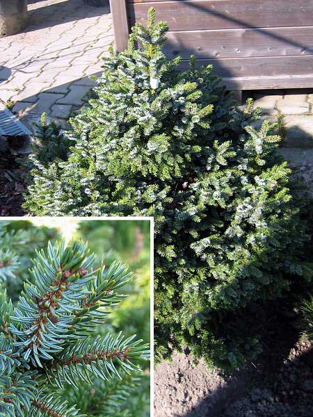 Picea omorica 'Nana'  /Smrk omorika/