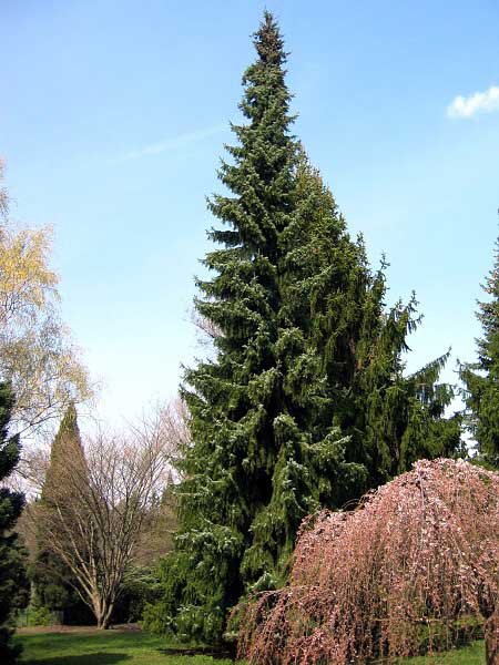 Picea omorica 'Pendula'  /Smrk omorika/