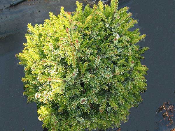 Picea omorica 'Treplitzensis'  /Smrk omorika/