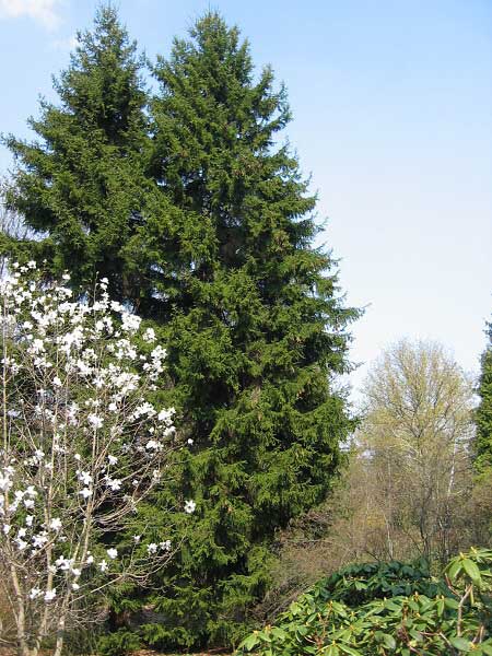 Picea orientalis 'Nutans'  /Smrk východní/