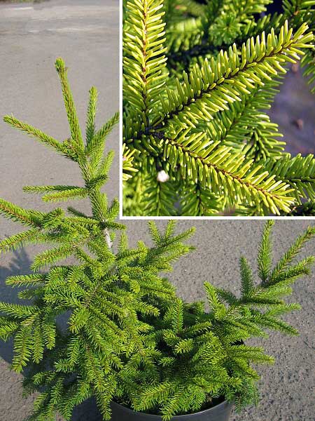 Picea orientalis 'Nutans' /Smrk východní/
