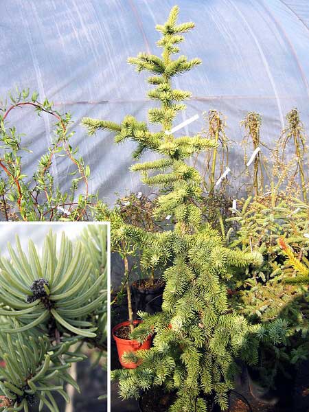 Picea pungens 'Koster' /Smrk pichlavý/