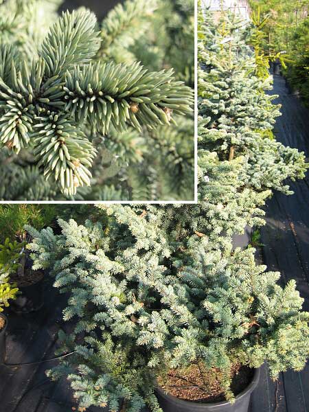 Picea pungens 'Glauca Globosa'  /Smrk pichlavý/