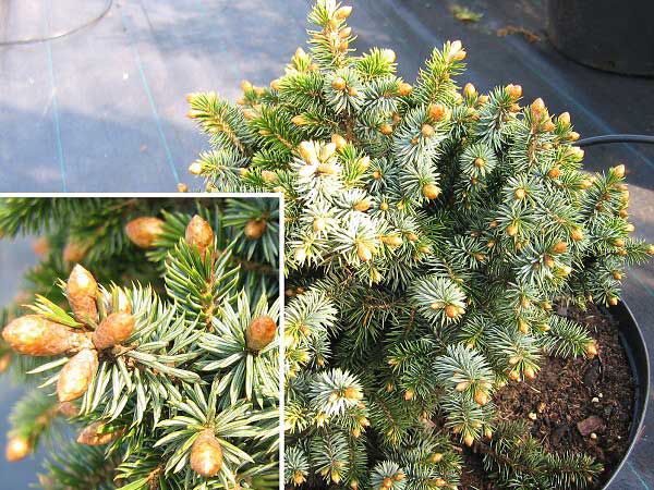 Picea sitchiensis 'Tenas'  /Smrk sitka/