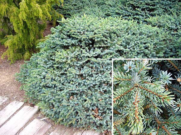 Picea lutzii 'Machala' /Smrk Lutzův/