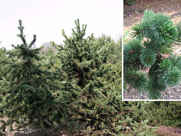 Pinus aristata /Borovice osinatá/