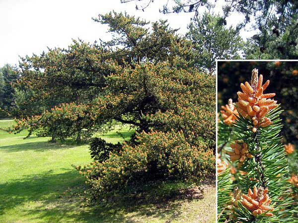 Pinus banksiana  /Borovice Banksova/