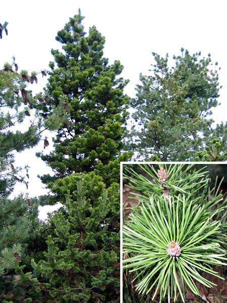 Pinus contorta 'Compacta'  /Borovice pokroucená/