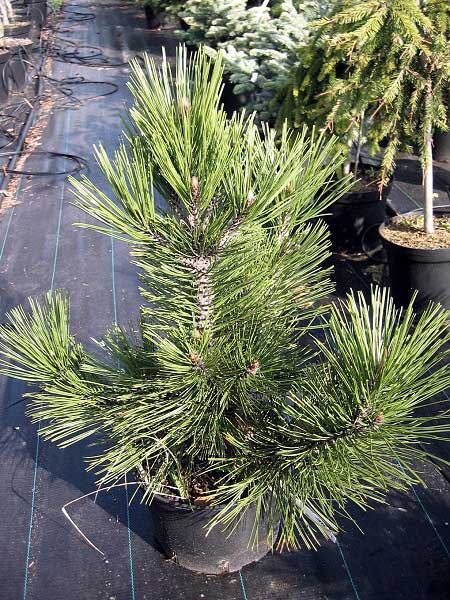Pinus leucodermis 'Compacta Horák' /Borovice bělokorá/