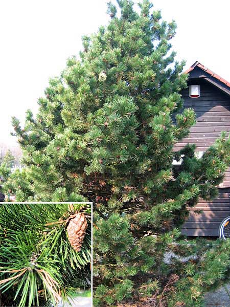 Pinus mugo 'Gnom' /Borovice kleč/