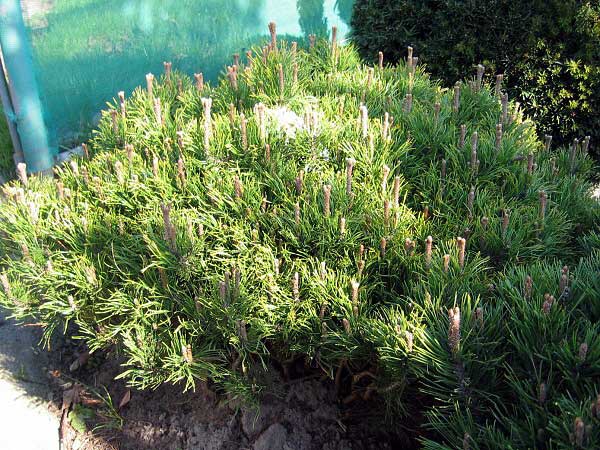 Pinus mugo ssp. pumilio /Borovice kleč/