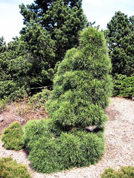 Pinus nigra 'Nana Würstle' /Borovice černá/